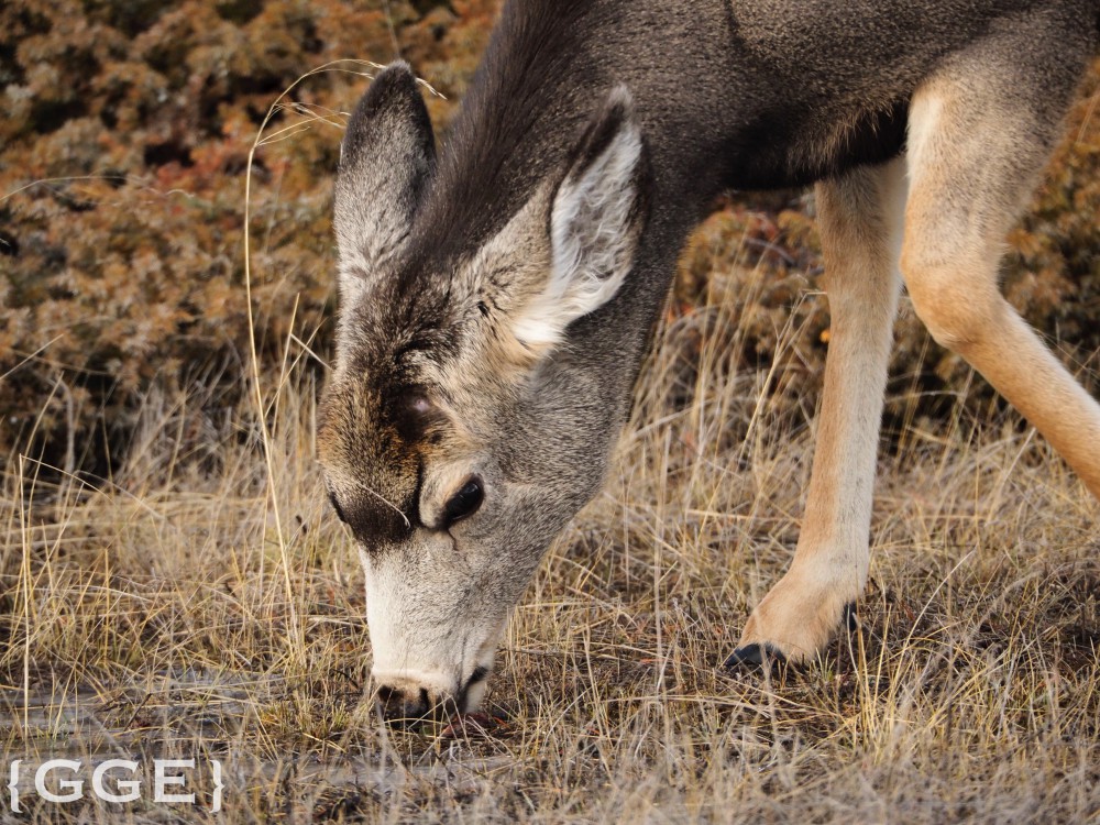 Mule Deer Jasper