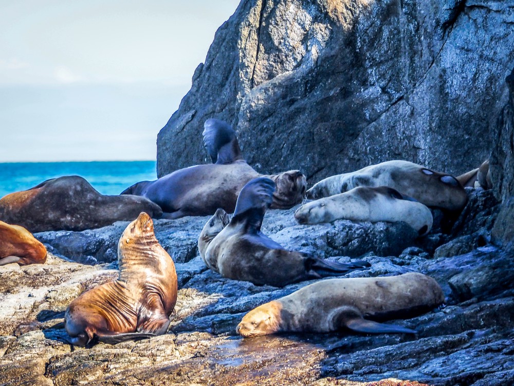 Sea lions Seward Alaska