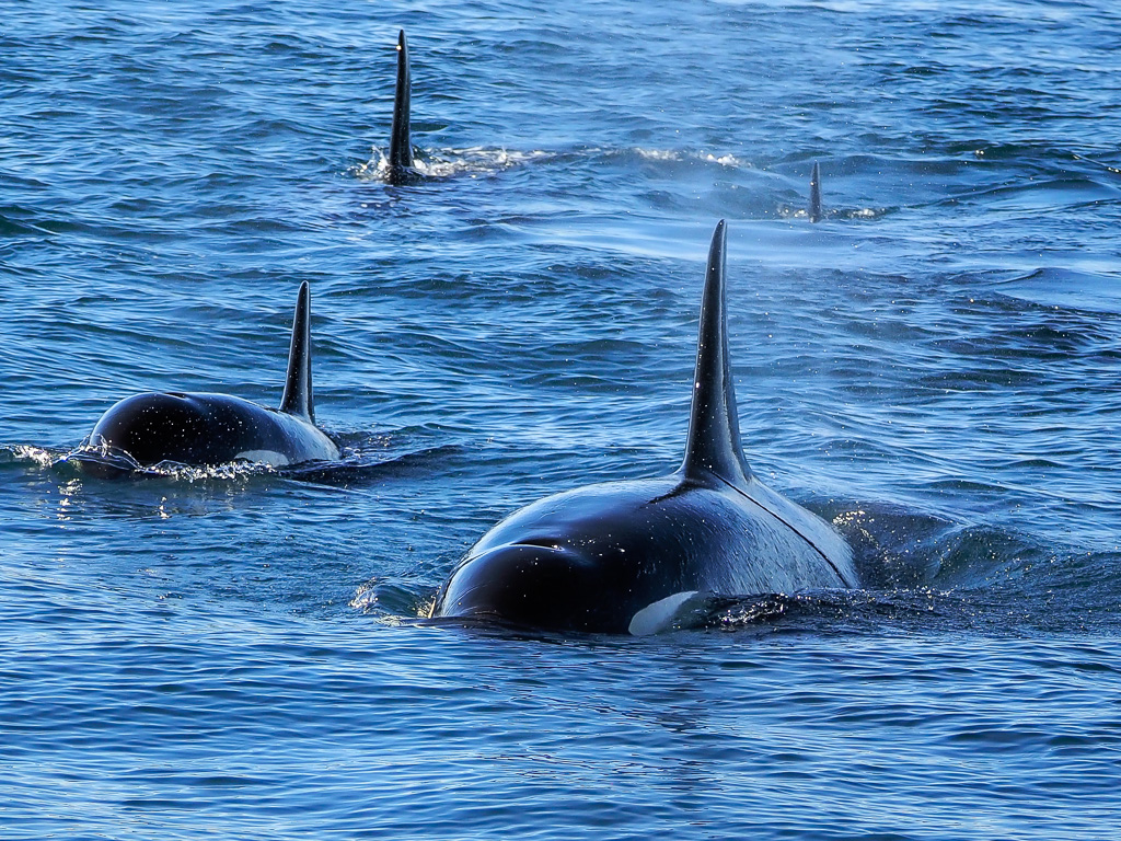 Orca Killer Whale North Pacific