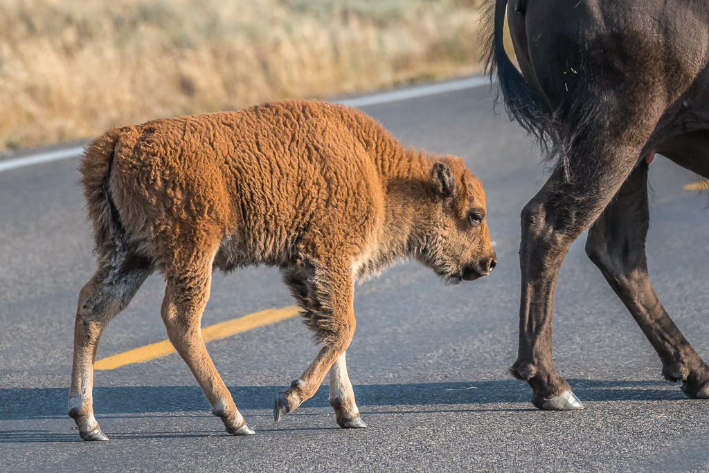 Rust coloured baby bison and mama