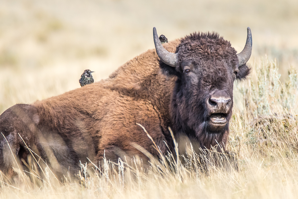 Bison with two birds on the back