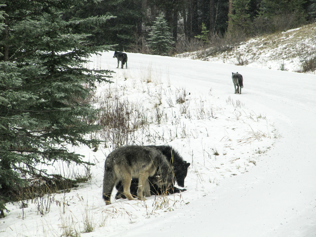 Wolves Banff National Park
