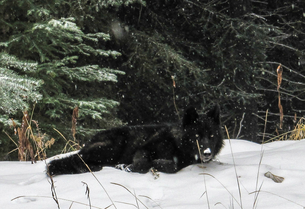 Wolves Banff National Park